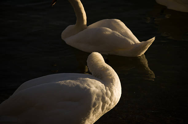 A dramatic, low-key shot featuring two white mute swans floating on dark, reflective water. Bright backlight highlights the texture of their white feathers and the elegant curves of their bodies against the shadowy background.