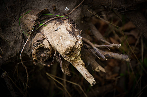 Rotten tree log with knot texture.