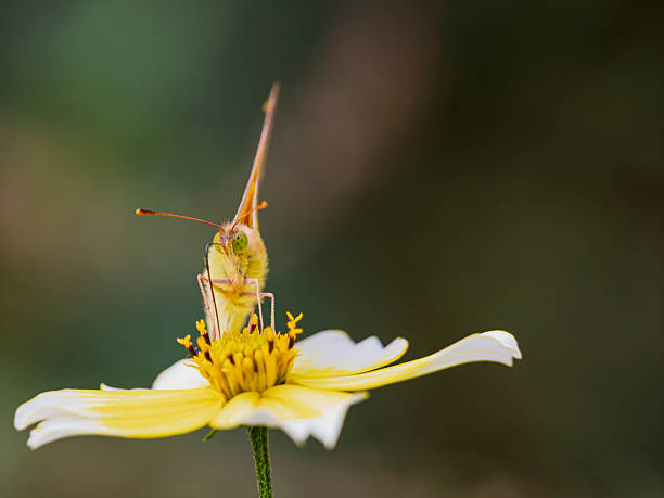 Icarus butterfly on a yellow flower