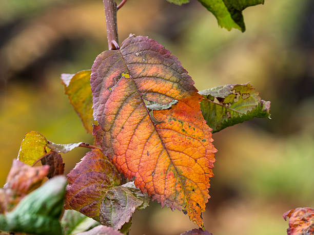 Autumn-colored leaves in a natural setting