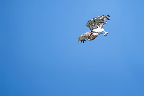 Short-toed snake eagle soaring while holding a snake in its beak against a clear sky