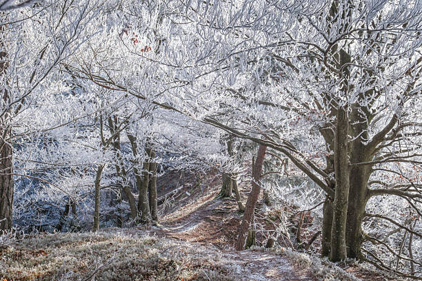 A winding path leads through a forest covered in frost and ice. The trees are bare, their branches coated in a delicate layer of white, creating a magical winter scene. Sunlight filters through the icy canopy, casting dappled shadows on the forest floor.
