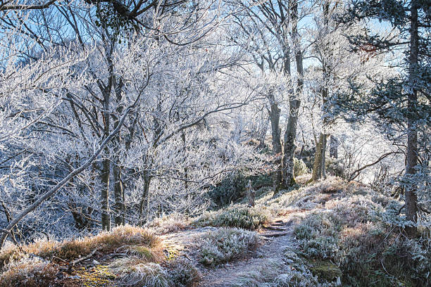 Frozen forest