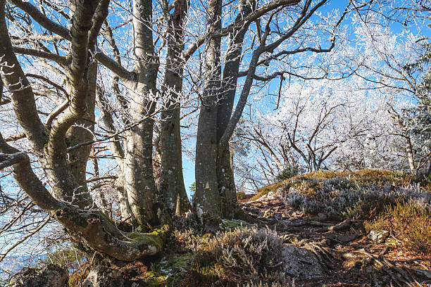 A path winds through a forest covered in frost on a clear, sunny day. The trees, with their bare branches, are coated in a delicate layer of ice, creating a magical winter scene. The blue sky above provides a stark contrast to the white frost, highlighting the beauty of the natural landscape.
