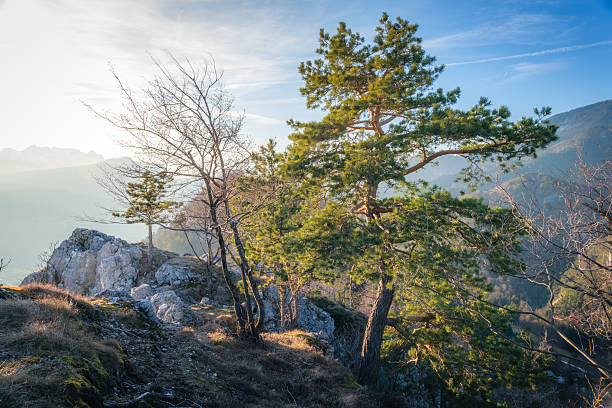 A lone pine tree stands on a rocky outcrop overlooking a valley, bathed in the warm, golden light of a setting sun. The sky above is a clear blue, streaked with wispy clouds, and a distant airplane leaves a contrail. The scene evokes a sense of peace and solitude in nature.
