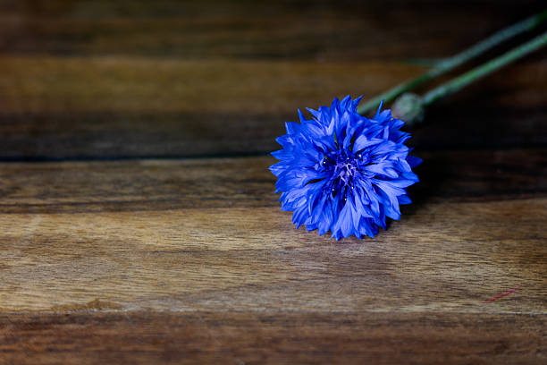 There is a sky blue cornflower flower on the brown board. Postcard