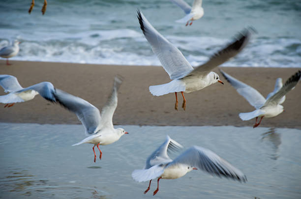 istock Motion blurred seagulls flock taking off from a wet sandy beach at the ocean shore. 2243030048