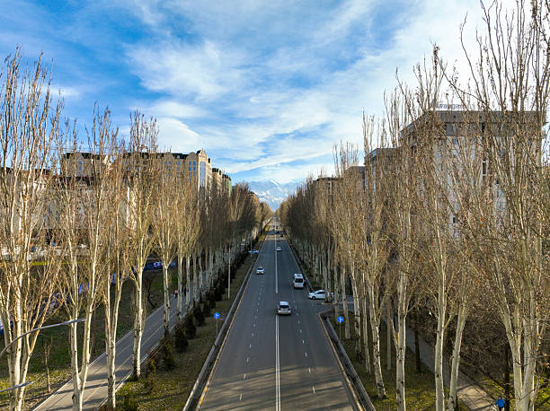 Quiet city avenue in winter with bare trees under a cloudy blue sky