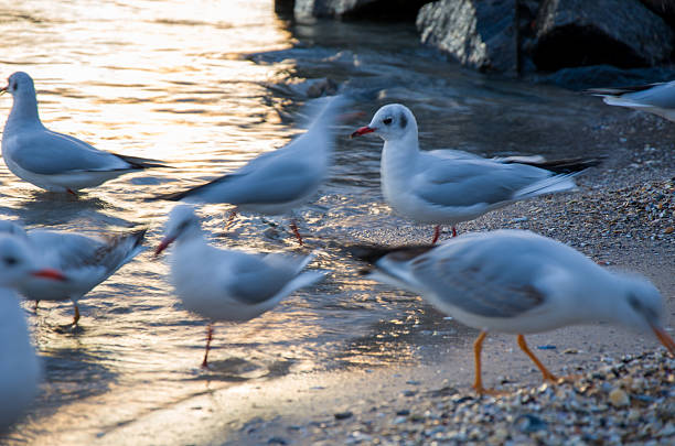 Egmond aan Zee,North Holland , Netherlands. Lonely seagull on the beach of the Dutch North Sea in North Holland. November 8th, 2024