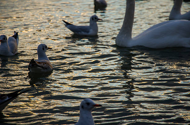 Close-up of gulls and swans swimming on dark, rippling water during sunset. The golden hour light creates strong highlights and reflections on the surface, emphasizing the movement and texture of the water.