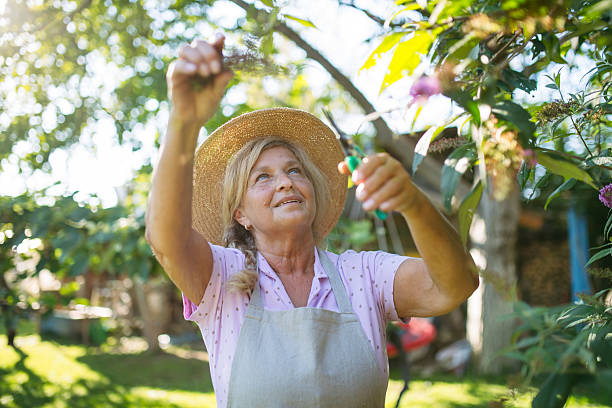 istock Gardener trimming plant outdoors with pruning shears. 2243035718
