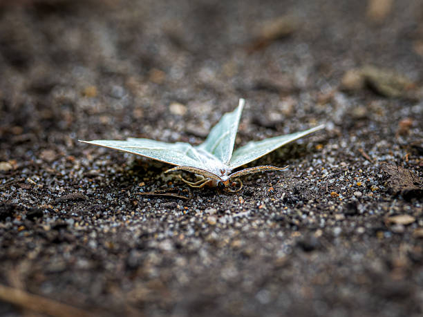 Macro wildlife photograph of a Light Emerald Moth (Campaea margaritaria), a nocturnal Geometrid species, resting on the ground at Bois de Boulogne, Paris. The image highlights the subtle green coloration and natural camouflage of this European moth in its urban habitat.