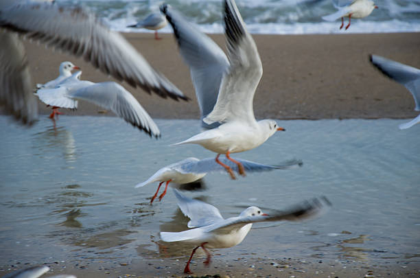 istock Dynamic Flock of Seagulls Taking Flight on a Wet Beach Shoreline 2243036395