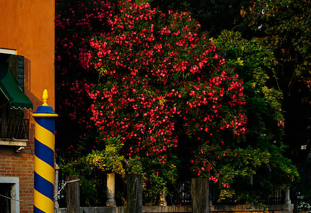 Vibrant pink flowers on oleander tree