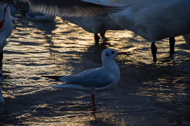 A seagull resting in the water.