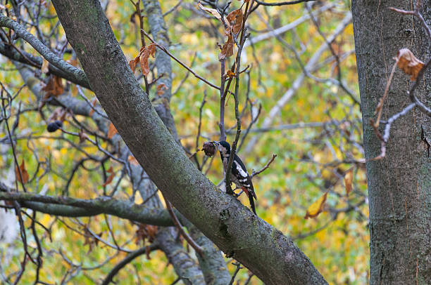 Great Spotted Woodpecker perched on an autumn tree branch and holds a nut in its beak