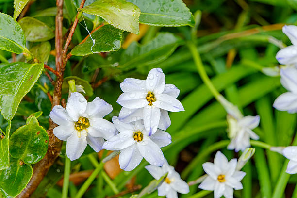 A close-up of delicate white star-shaped flowers, possibly Ipheion uniflorum (Springstar), covered in fresh raindrops against a blurred green background.