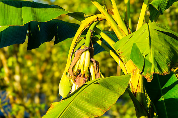 Bunch of green bananas on the tree