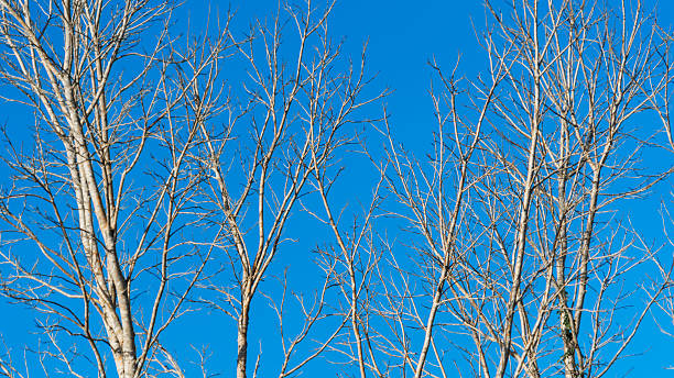 istock Natural textural of dry branches with sky blue background. 2243041803