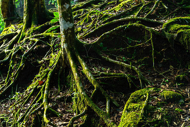 Leafy roots of a jungle tree