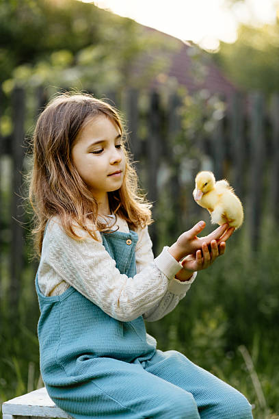 istock Girl holding duckling in palms. 2243041969