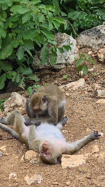 monkey and tiny mammal, primate gazes at small creature, macaque observes still tiny animal