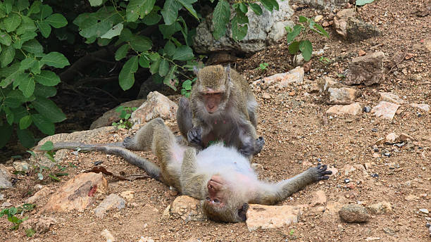 istock primate scavenging learning, juvenile macaque practices scavenging under adult supervision outdoors 2243043766