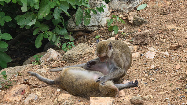 istock monkey inspects remains amidst environment, macaque scrutinizes carcass on rocky ground in sunlight 2243043972
