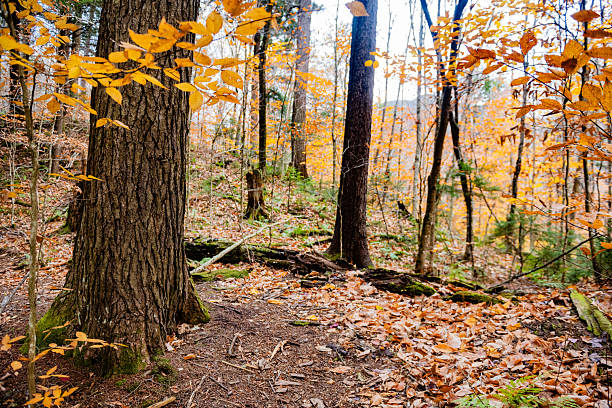 This is a photograph of orange colored autumn leaves and Birch Trees in the forest in the Adirondack Mountains in New York on an October day.