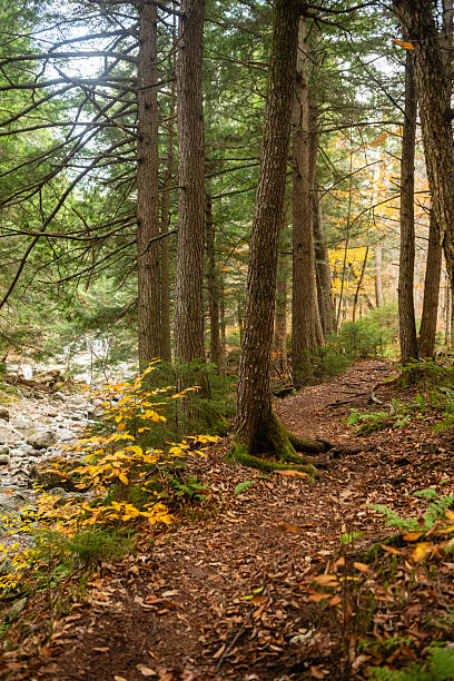 istock Adirondack Mountains Hiking Trail in the Forest During Autumn 2243047656
