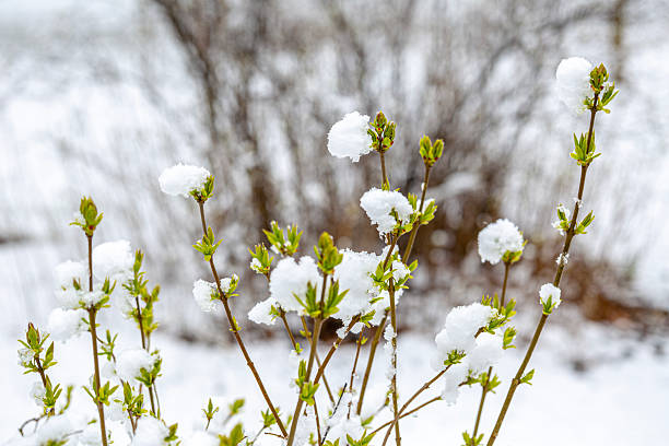 Fresh green buds on a bush are unexpectedly covered in snow during a late spring snowfall. This highlights nature's resilience and the surprising contrasts of seasonal change.