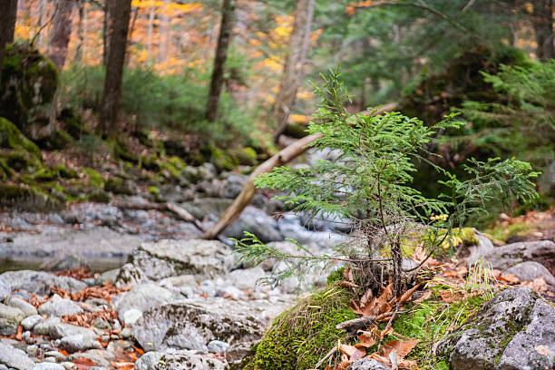 This is a photograph of a small Evergreen tree growing in the forest beside a trail and stream in the Adirondack Mountains in New York on an October day.