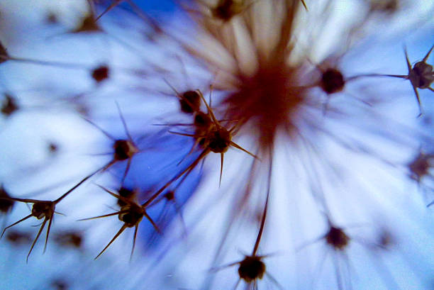 Analog macro photo of a plant seed head, ideal for nature, wellness, editorial and abstract design use