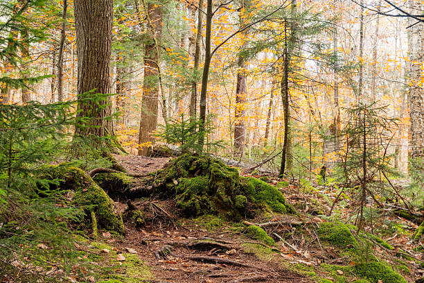 This is a photograph of a hiking trail lined with orange colored leaves and dense trees in the forest in the Adirondack Mountains in New York on an October day.