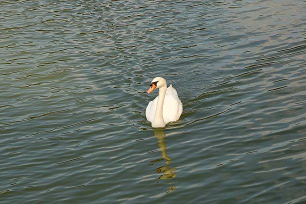 White swan swimming in the Saone river