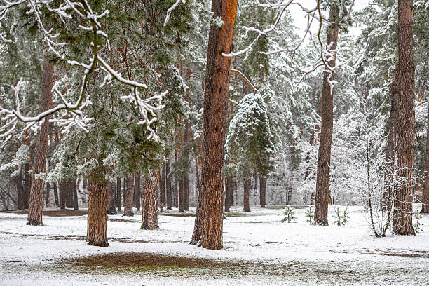 istock Snow covers the ground and branches in a tranquil pine forest. Tall tree trunks stand amidst the fresh snowfall. The winter landscape highlights the serene beauty of nature during the cold season. 2243051183