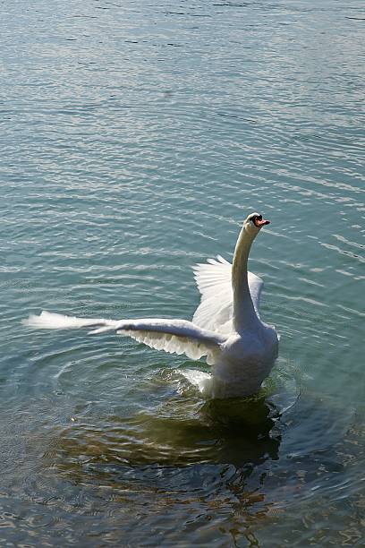 White swan enjoying the morning sun