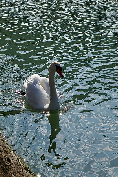White swan enjoying the morning sun