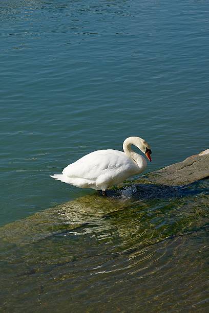 White swan swimming in the Saone river