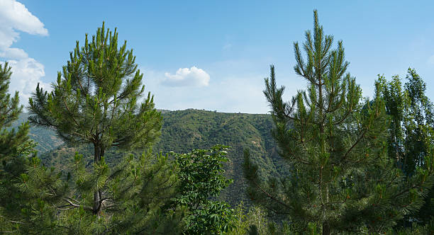 istock White idols behind blue sky and trees 2243052785