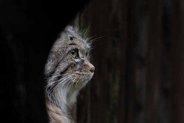 Pallas's cat (Otocolobus manul), also known as the manul.