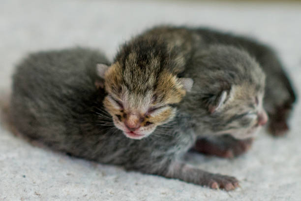 istock Adorable Newborn Kittens Resting Together on Soft Surface in Quiet Morning Scene 2243054253