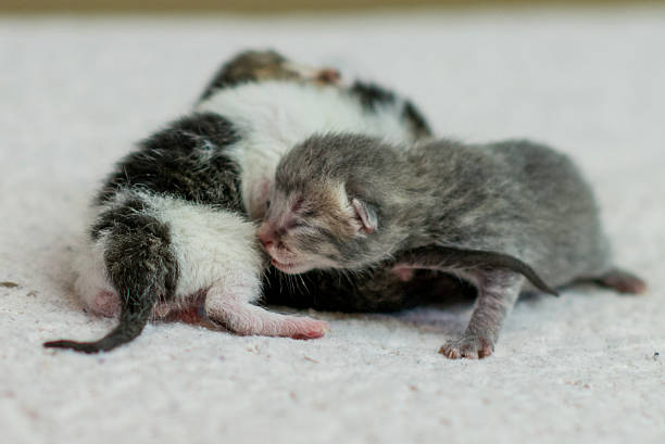 istock Adorable Newborn Kittens Resting Together On Soft Surface After Birth, Gentle Bonding Moment 2243054262