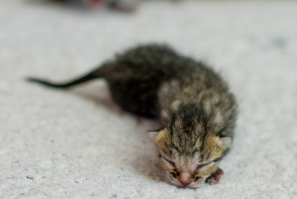 A tiny newborn kitten lies on a light carpet, eyes closed, tiny paws tucked under. Soft fur and warm tones create a peaceful, intimate moment of a fragile young feline.