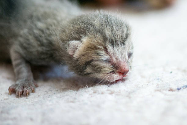 Adorable Newborn Kitten Sleeping Peacefully On Soft White Surface Close-Up Moment