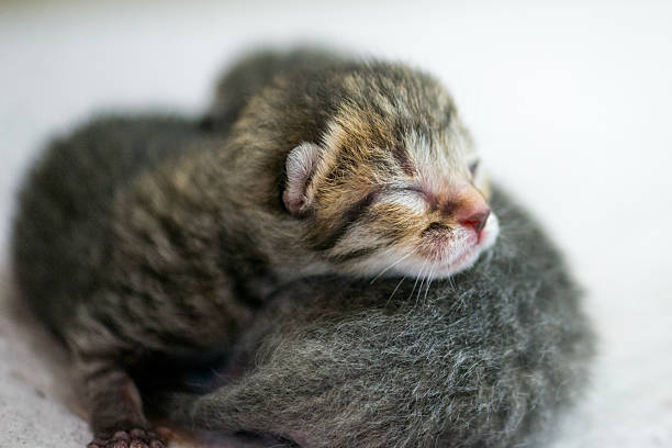 istock Adorable Newborn Kittens Sleeping Peacefully, Curled Up In Soft Light And Warm Fur 2243054286