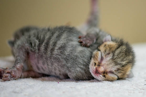 istock Newborn Sleeping Kitten: Adorable Gray Tabby Baby Cat Resting On Soft Surface 2243054287