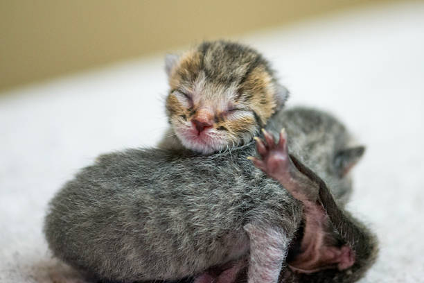 istock Adorable Newborn Kittens Sleeping Together, Tiny Fur Babies Resting in Soft Indoor Setting 2243054289