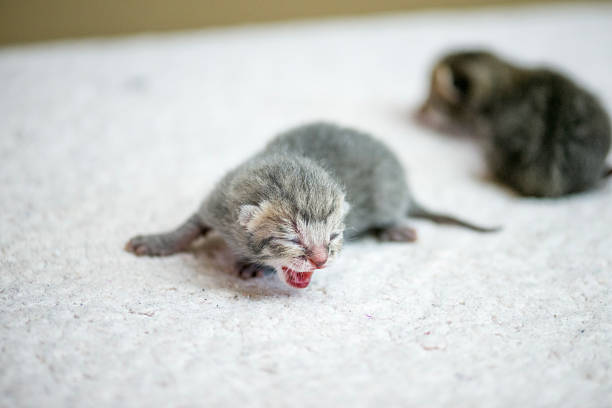 istock Adorable Newborn Kittens Resting On Soft White Blanket, One Yawning Nearby, Tiny Paws 2243054300