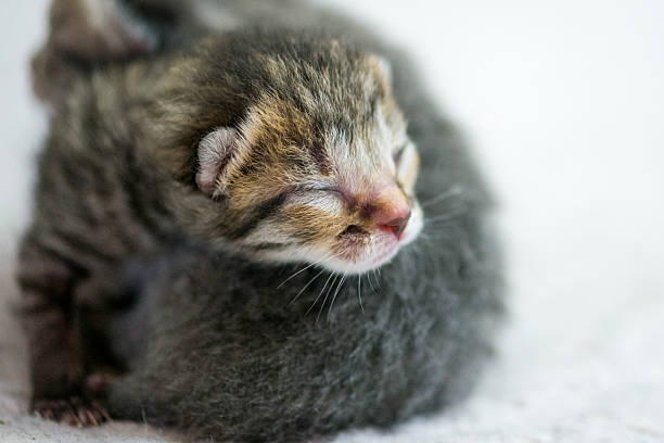 istock Newborn Calico Kitten Sleeping Peacefully With Soft Fur On Warm Blanket 2243054301